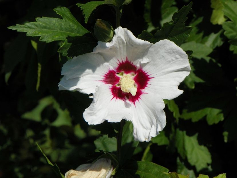 hibiscus syriacus - Dobarland 2017 2
