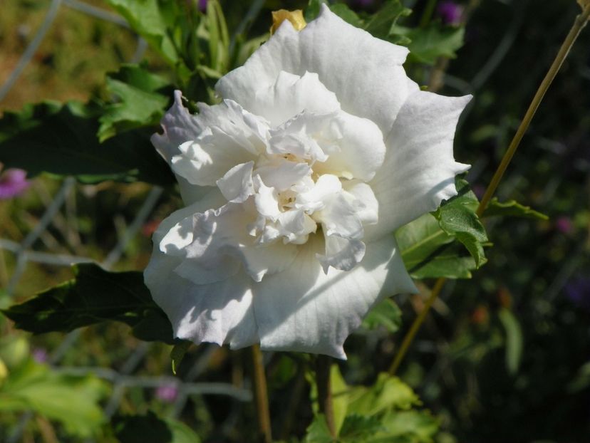 hibiscus syriacus Jeanne dArc - Dobarland 2017 2