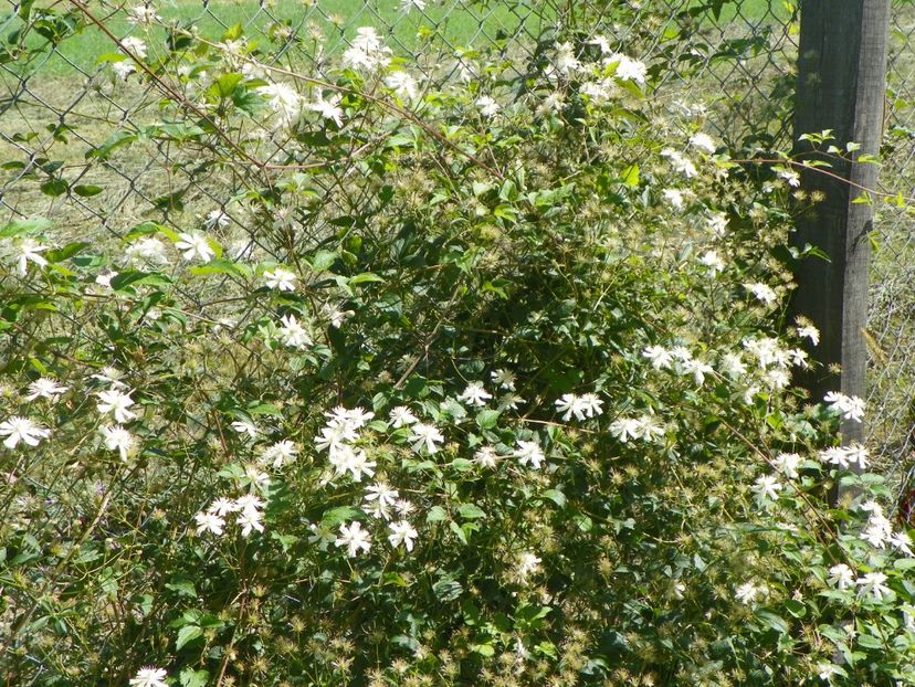 clematis Summer Snow - Dobarland 2017 2