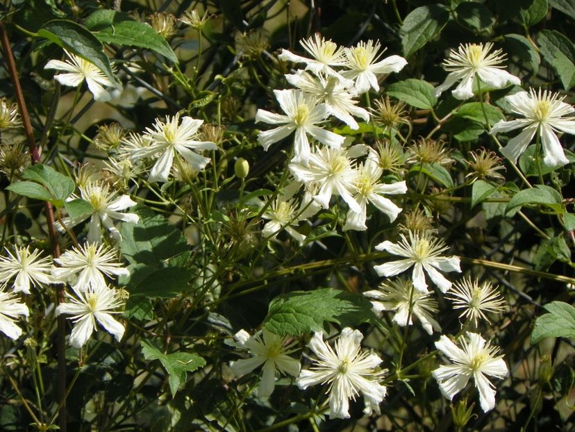 clematis Summer Snow - Dobarland 2017 2