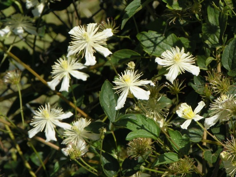 clematis Summer Snow - Dobarland 2017 2
