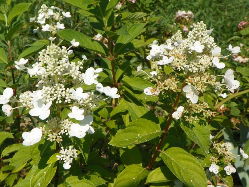 hydrangea pan. Pink Diamond Interhydia - Dobarland 2017 2