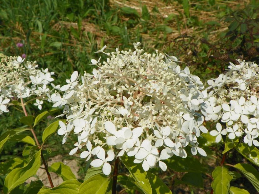 hydrangea pan. Phantom - Dobarland 2017 2