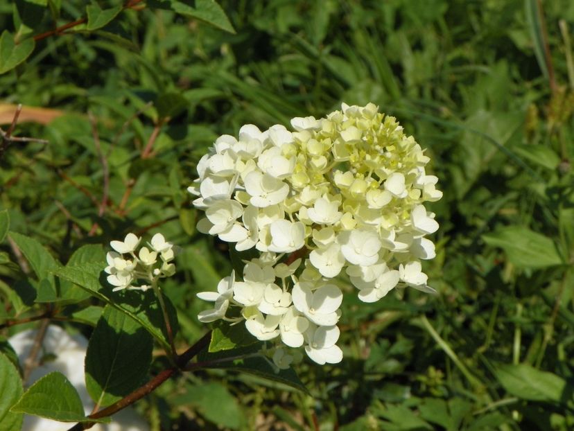 hydrangea pan. Polar Bear - Dobarland 2017 2