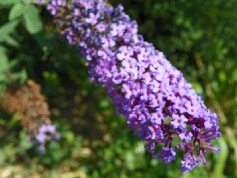 buddleja Empire Blue - Dobarland 2017 2