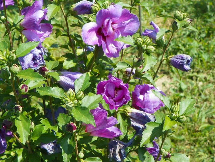 hibiscus syriacus Duc de Brabant - Dobarland 2017 2