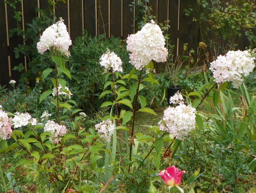hydrangea pan. Vanille Fraise - Copacei si arbusti 2017