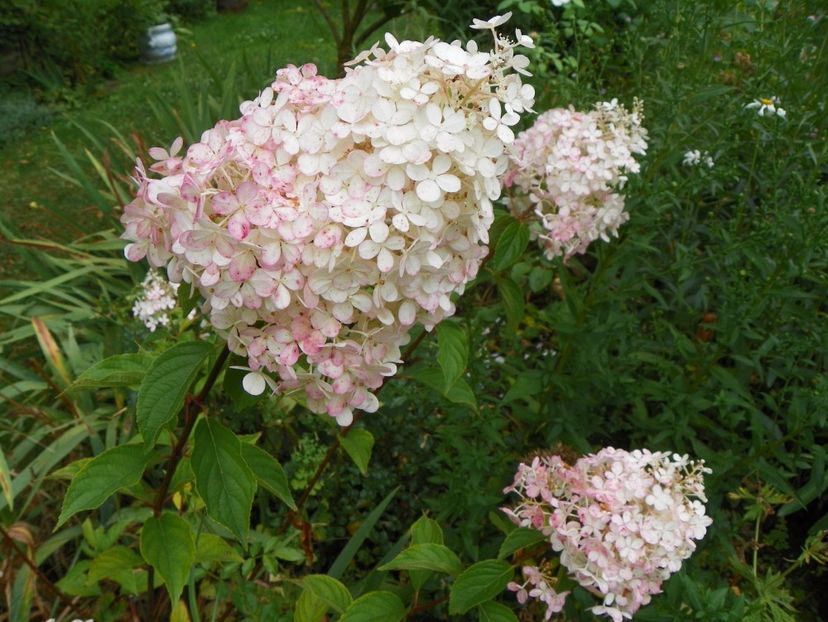 hydrangea pan. Vanille Fraise - Copacei si arbusti 2017
