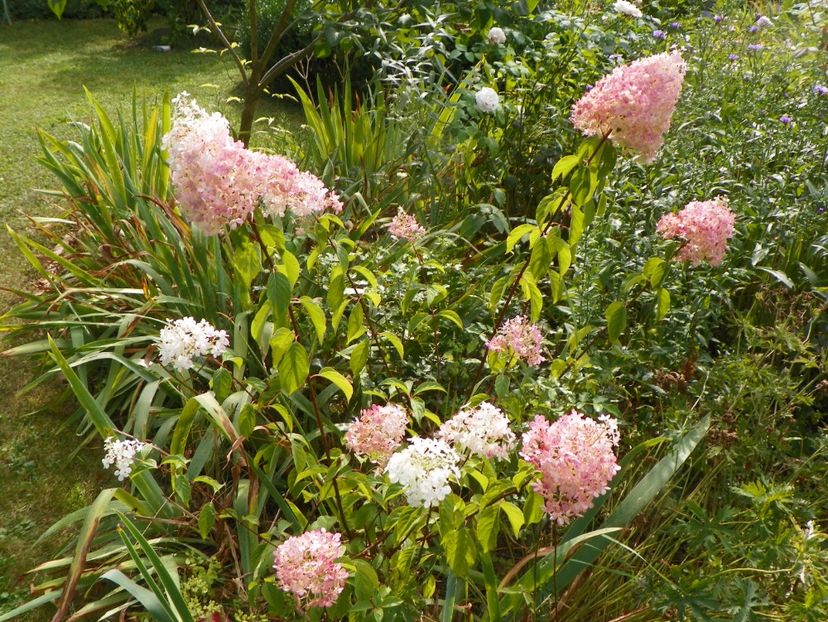 hydrangea pan. Vanille Fraise - Copacei si arbusti 2017