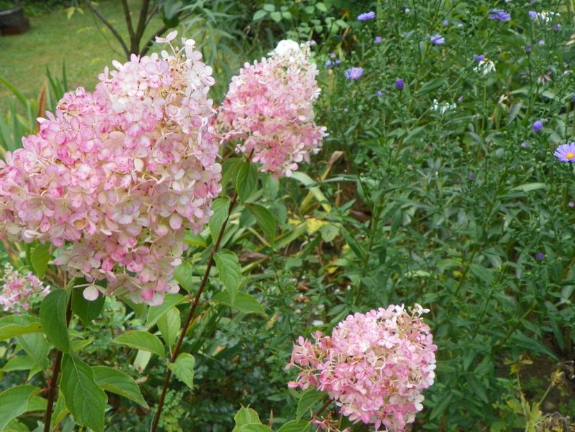 hydrangea pan. Vanille Fraise - Copacei si arbusti 2017