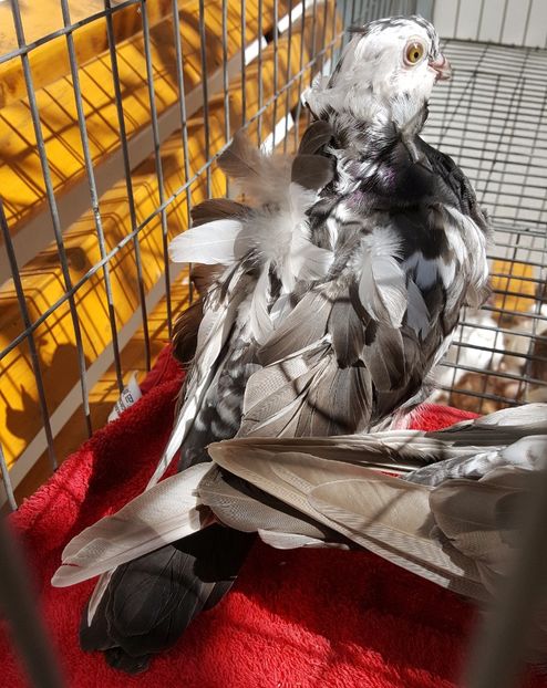  - 24_PESCARUSI CHINEZI TALIA MARE MATCA-2021