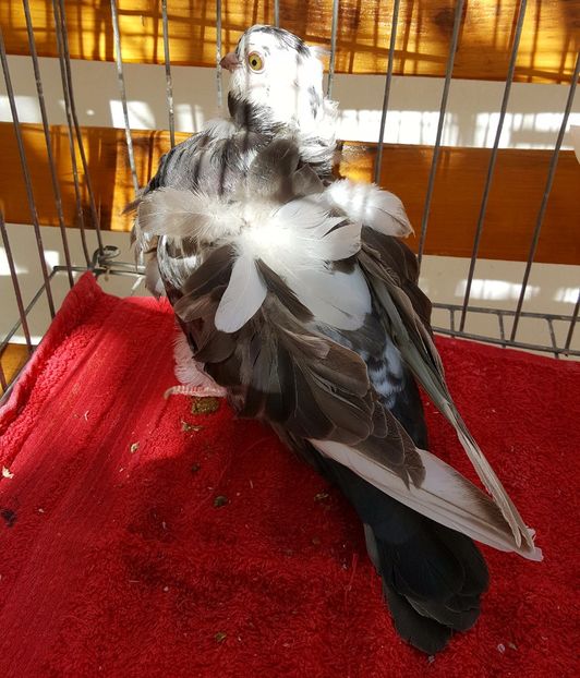  - 24_PESCARUSI CHINEZI TALIA MARE MATCA-2021