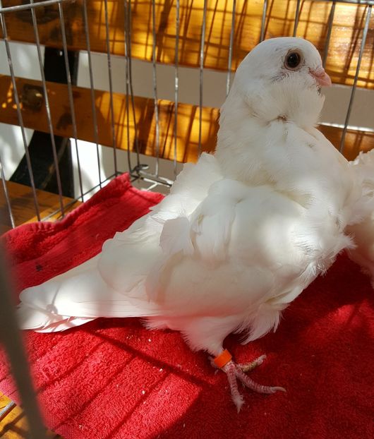  - 24_PESCARUSI CHINEZI TALIA MARE MATCA-2021