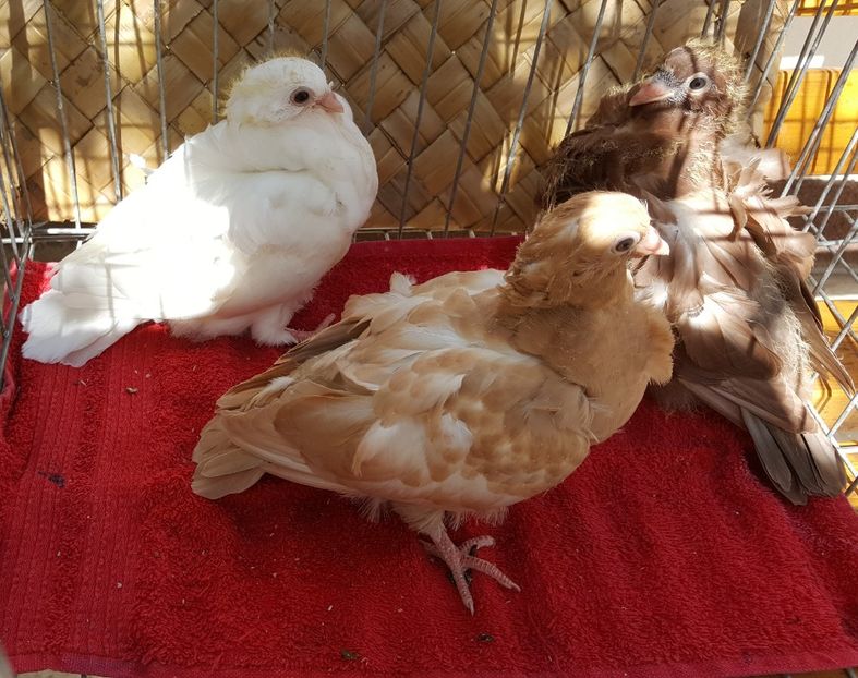  - 24_PESCARUSI CHINEZI TALIA MARE MATCA-2021