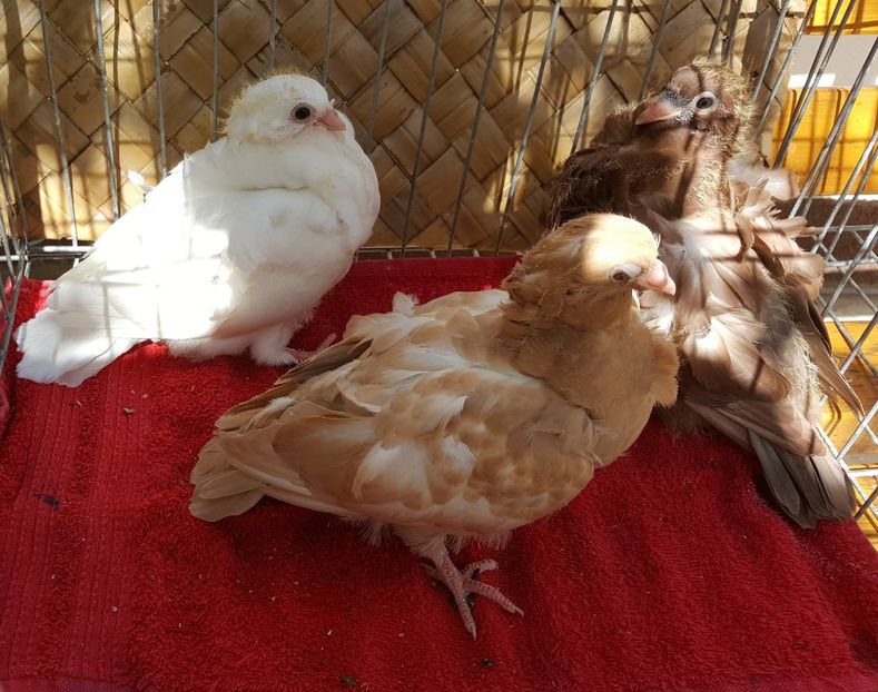  - 24_PESCARUSI CHINEZI TALIA MARE MATCA-2021