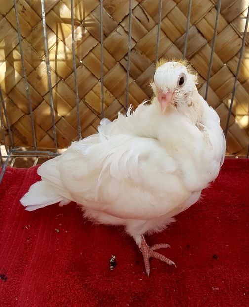  - 24_PESCARUSI CHINEZI TALIA MARE MATCA-2021