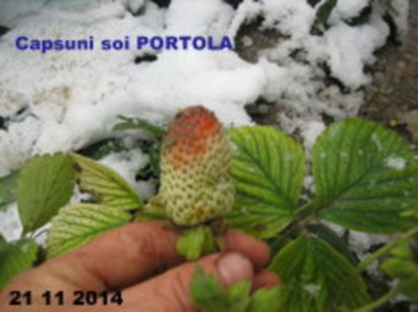 108497152_WQKFMXH3 - Stoloni căpsuni Portola