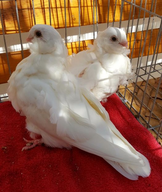  - 24_PESCARUSI CHINEZI TALIA MARE MATCA-2021