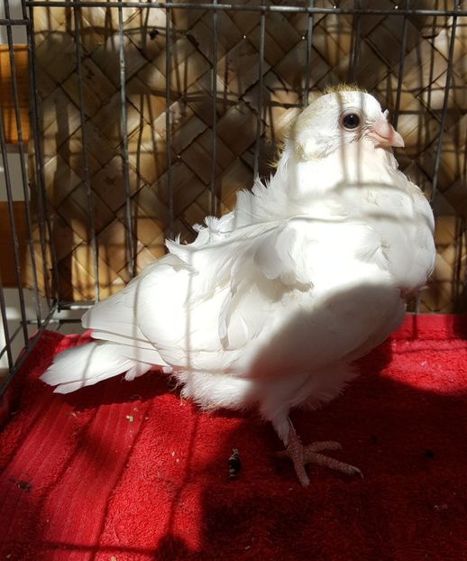  - 24_PESCARUSI CHINEZI TALIA MARE MATCA-2021