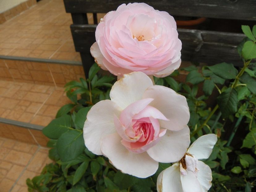 Heritage - Trandafiri 2017-1