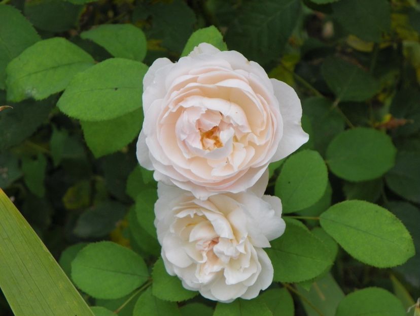 Jude the Obscure - Trandafiri 2017-1