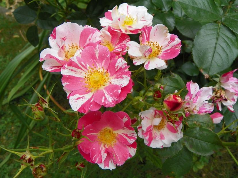 Mind Games - Trandafiri 2017-1