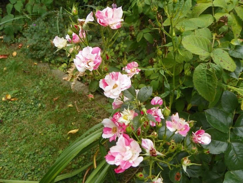 Mind Games - Trandafiri 2017-1