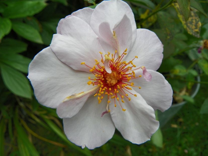 Lilac Charm - Trandafiri 2017-1