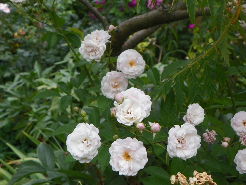 Marie Pavie - Trandafiri 2017-1