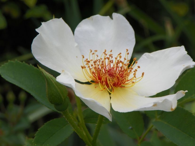 Golden Wings - Trandafiri 2017-1