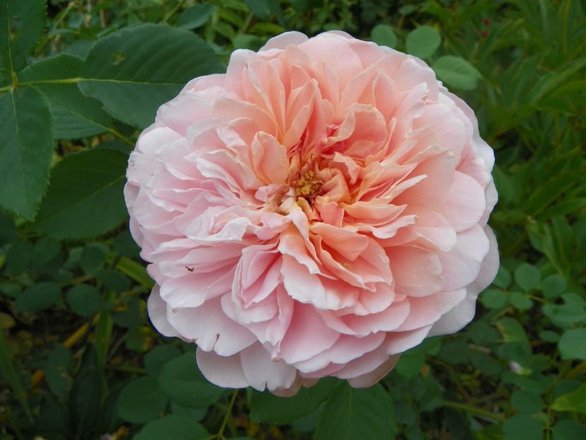 Tea Clipper - Trandafiri 2017-1