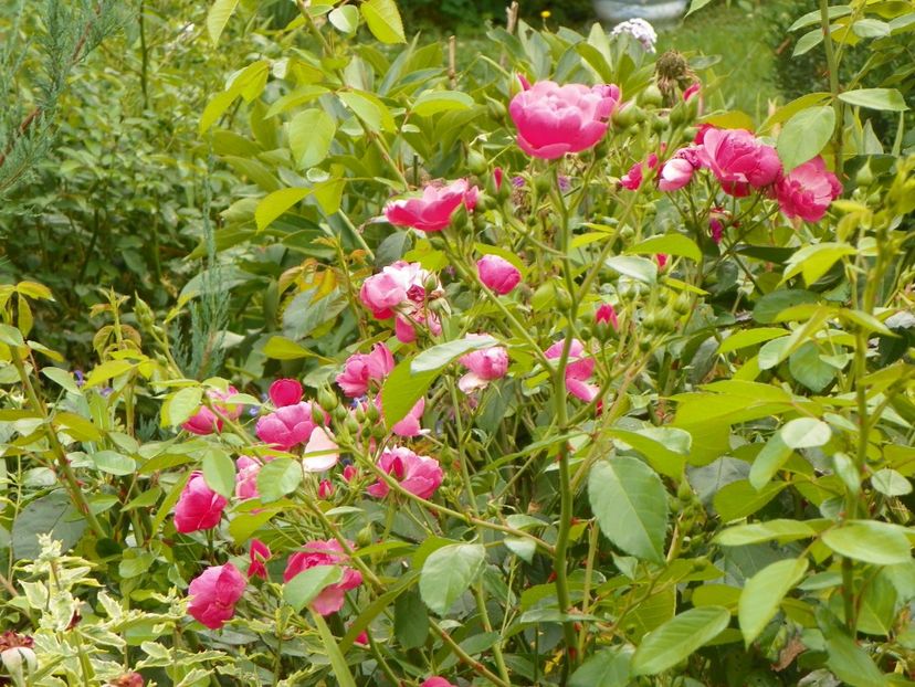 Angela - Trandafiri 2017-1