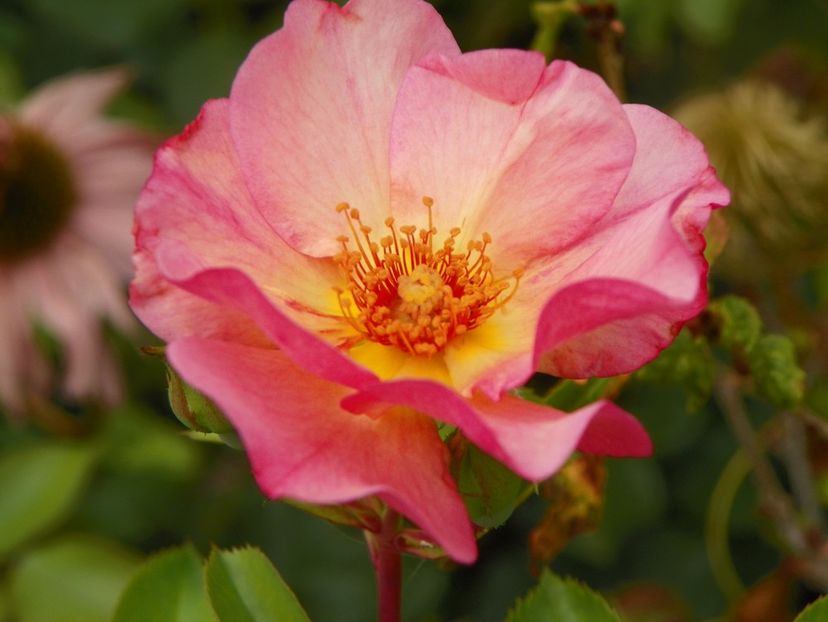 Pretty Sunrise - Trandafiri 2017-1