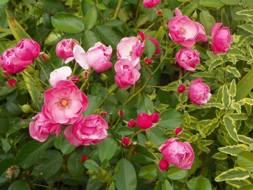 Angela - Trandafiri 2017-1