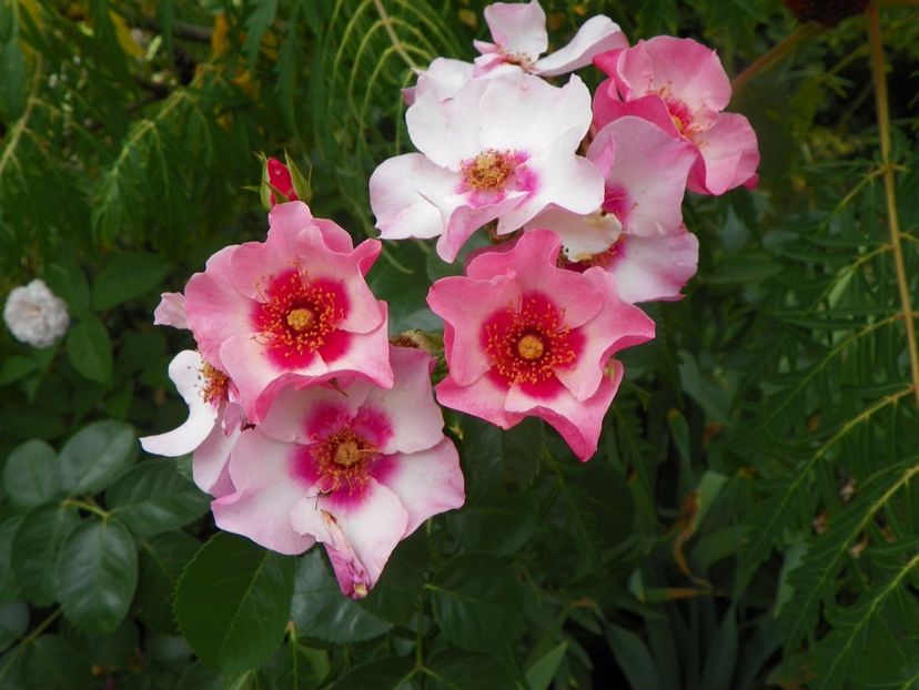 Bright as a button - Trandafiri 2017-1