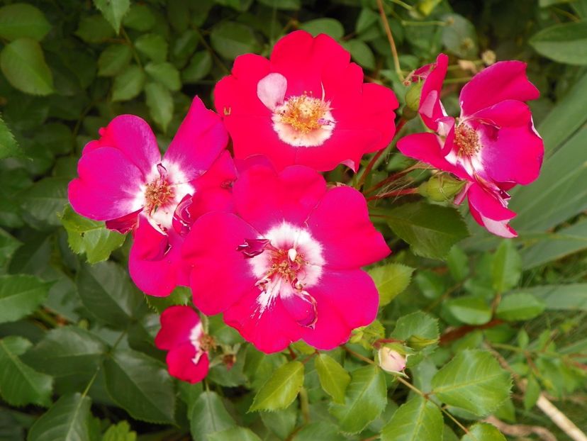 Showmee Music - Trandafiri 2017-1