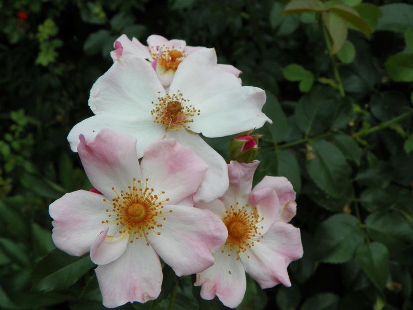 Rosy Cushion - Trandafiri 2017-1