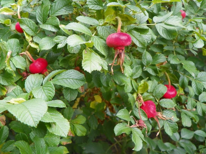 Belle Poitevine - Trandafiri 2017-1