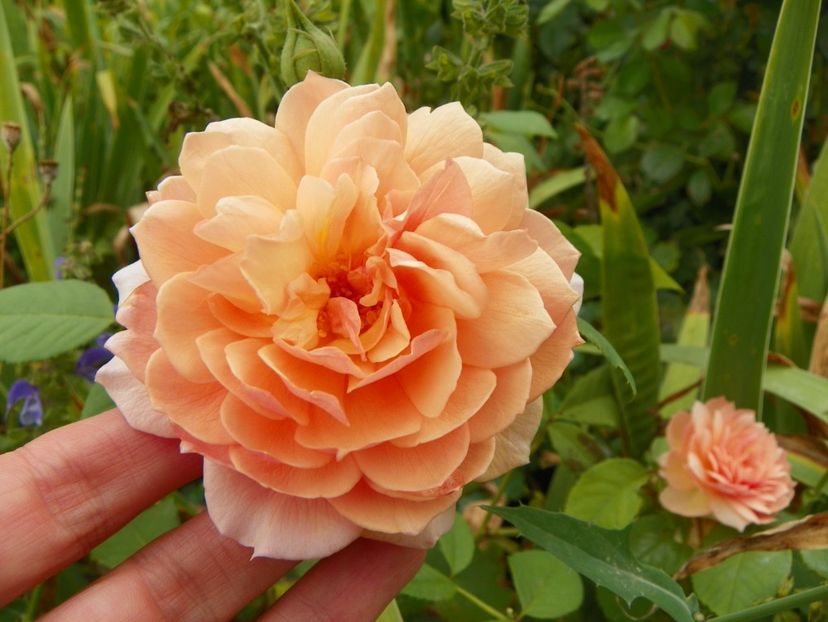 Grace - Trandafiri 2017-1