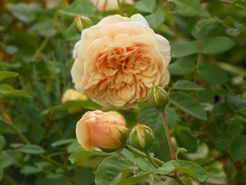 Teasing Georgia - Trandafiri 2017-1