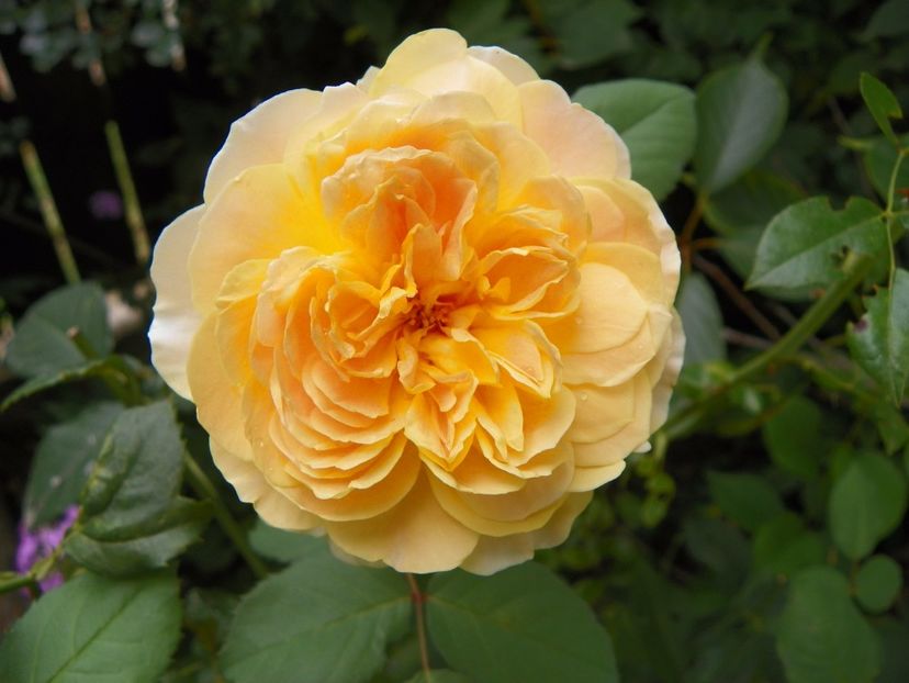 Molineux - Trandafiri 2017-1