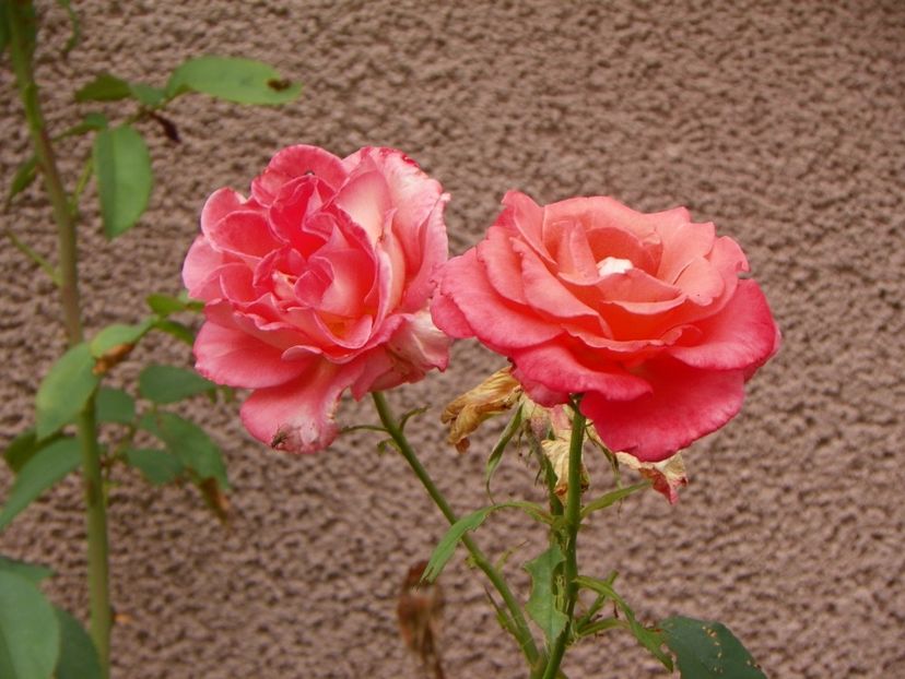 Folklore - Trandafiri 2017-1