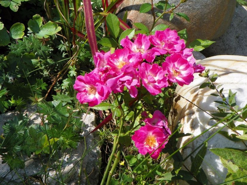 Lippay Janos - Trandafiri 2017-1