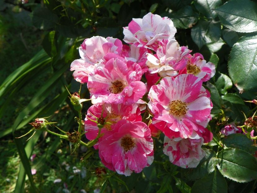 Mind Games - Trandafiri 2017-1