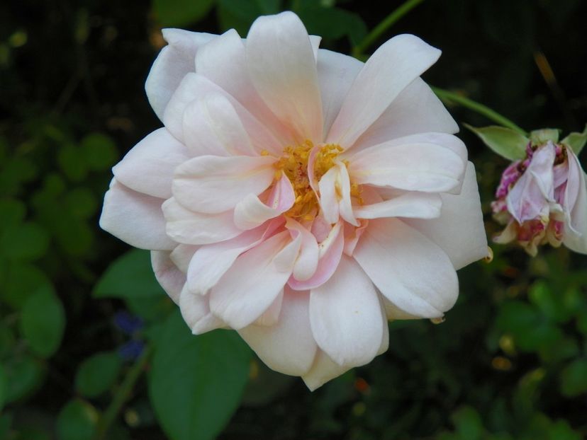 Perle d'Or - Trandafiri 2017-1