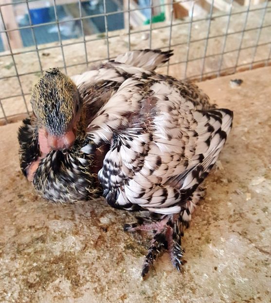  - 25_BLONDINETI-SATINETI-BLUETI-SILVERETI PUI 2017