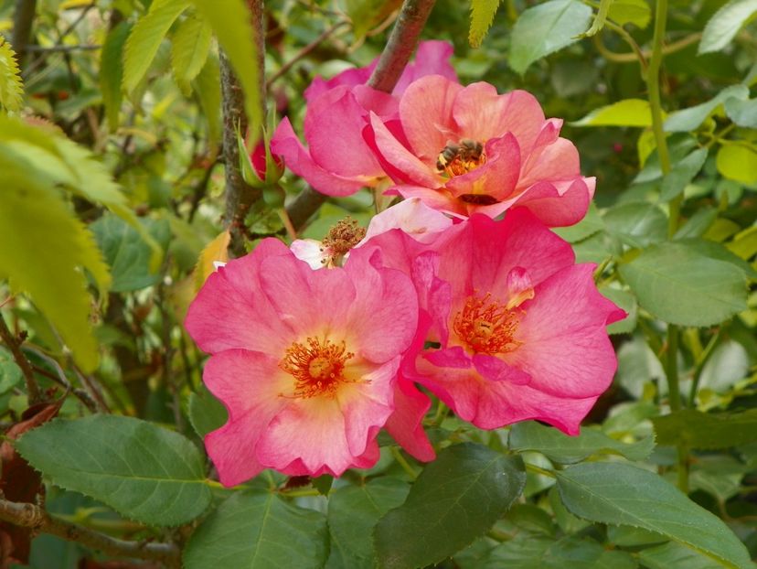 Pretty Sunrise - Trandafiri 2017 - II