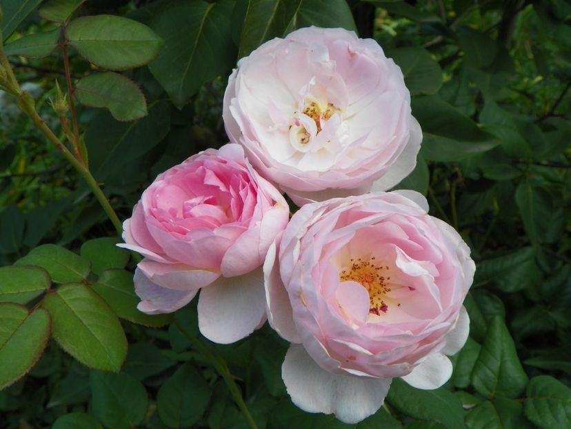 Scepter'd Isle - Trandafiri 2017 - II