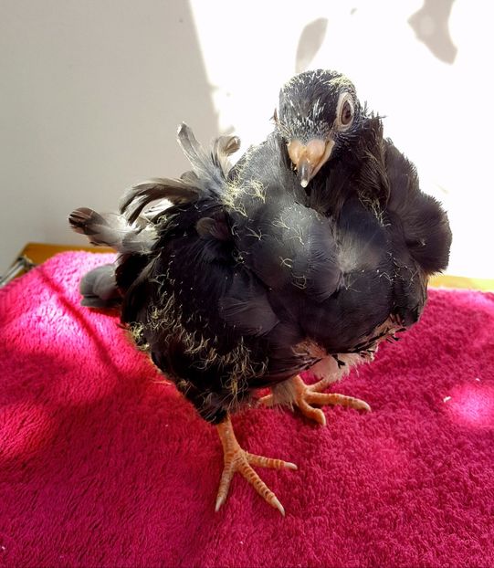  - 24_PESCARUSI CHINEZI TALIA MARE MATCA-2021