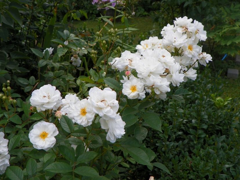 Irene of Denmark - Trandafiri 2017 - II